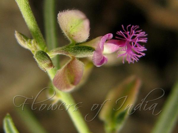 Woolly-Winged Milkwort